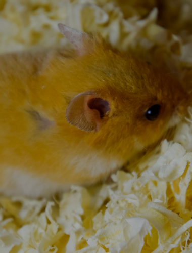 Hamster Bedding: The Best Way to Keep Your Hamsters Happy!