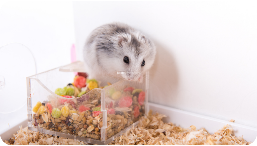 Consider what type of food you want to feed your hamster, and how often it should be fed