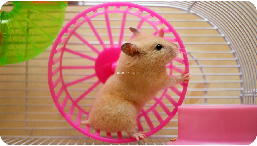 Get an exercise wheel to help keep your hamster healthy and happy