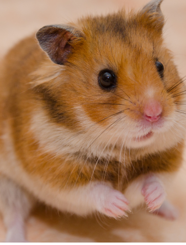 Hamster Care: The #1 Guide for Hamster Owners