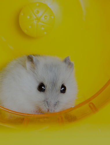 Top 5 Hamster Wheels - Exercise Equipment for Your Little Friend