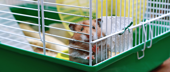 Best Hamster Cages for Syrian