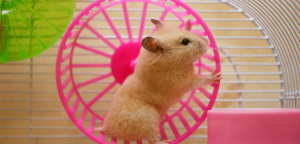 Best Toys for Hamster Cage