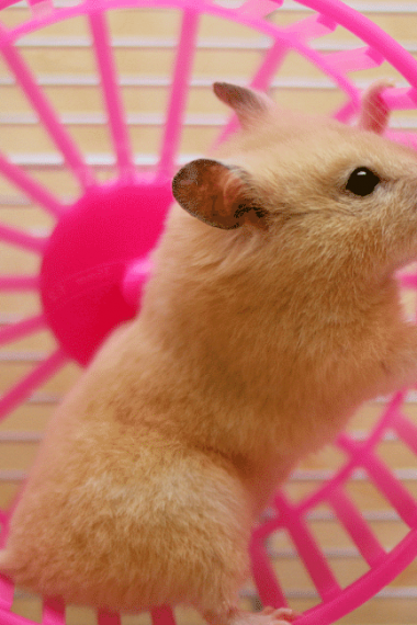 5 Best Toys for Hamster Cage: What to Put in a Hamster's Cage