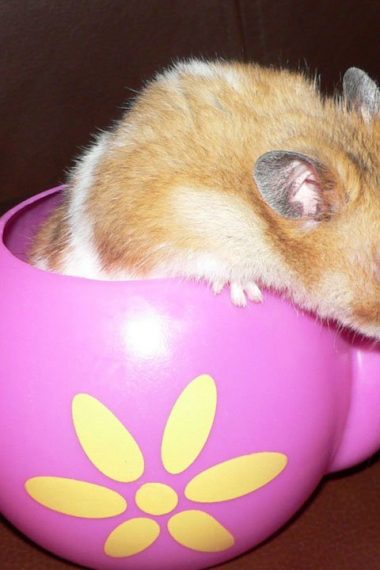 Top 10 Must-Have Safe and Cute Hamster Accessories