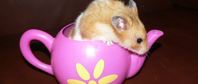 cute hamster accessories