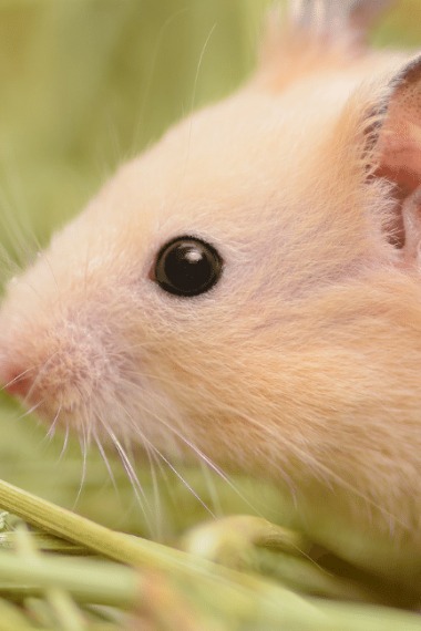 Hamsters Lifespan: Important Tips to Extend Their Presence