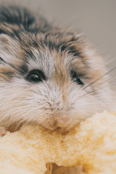 Hamster Growth: How To Know When a Hamster Fully Grown