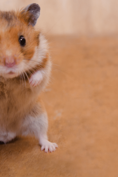 How To Know If Hamster Gets Scared: 7 Tips to Avoid Scaring