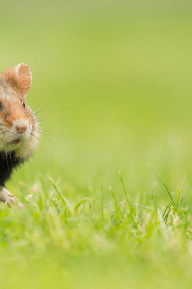 Hamster Wild Habitat: Where Do Hamsters Live?