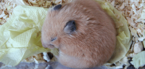 Hamsters Hibernate