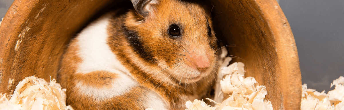 Hamsters habitat