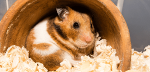 Hamsters habitat