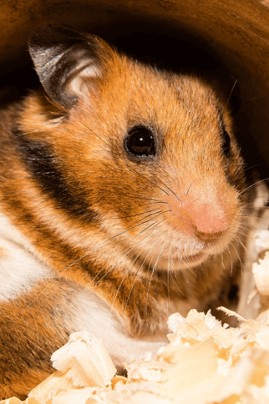 Hamster Pregnancy: How Do Hamsters Get Pregnant?