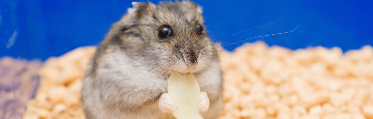 Human Food Hamsters Can Eat