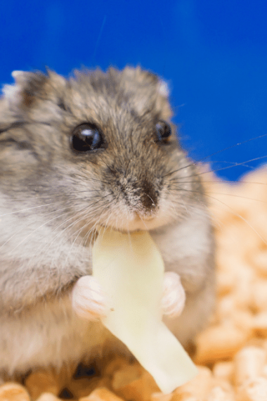 What Human Food Hamsters Can Eat: Vegetables, Fruits and More