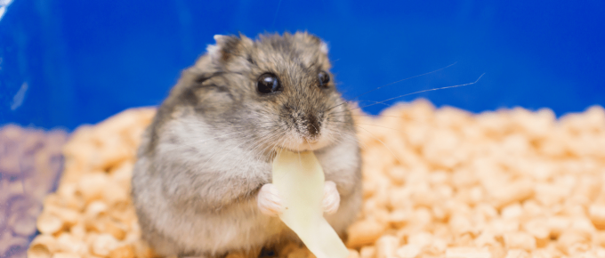 Human Food Hamsters Can Eat
