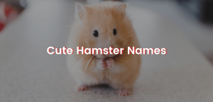 cute hamster names