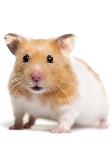 What is a Hamster, And Why You Should Get One?