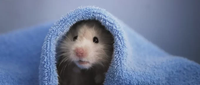 hamster bath