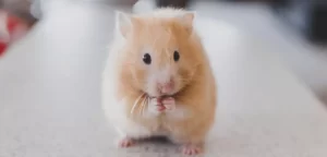 innocent hamster