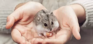 pick up a hamster