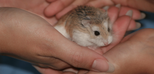 take care of a Dwarf Hamster