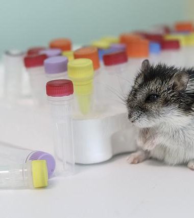What To Do If a Hamster Is Sick? (Make your Hamster Safe Always)
