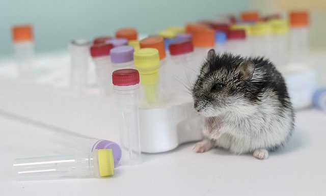 What To Do If a Hamster Is Sick? (Make your Hamster Safe Always)
