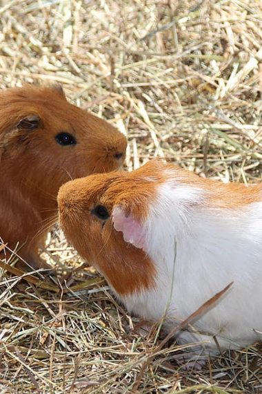 What Is The Difference Between Hamsters And Guinea Pigs?