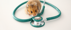 How Much Does it Cost to Take a Hamster to the Vet